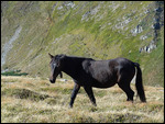 wild wild horses...