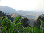 immensité verte