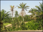 palm trees
