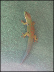 geko