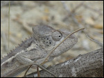 caméléon