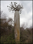 non ce n'est pas un baobab