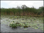 nénuphars