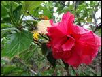 mon jardin botanique, Savamba