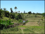 rizières