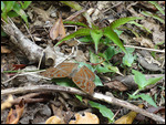 papillon