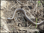 serpentino