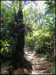 forêt de Bélouve