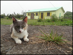 le chat et la maison de mon Hôte, Hubert