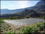 plantation , grand ilet