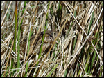 crapaud