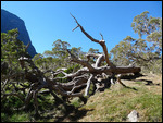 plateau des tamarins