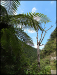 vallée tropicale de Takamaka