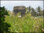  canne à sucre et ruine 