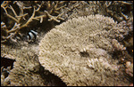 corail, plage de ST Pierre
