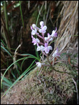 orchidée sauvage
