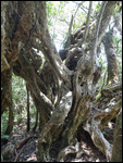 tamarin