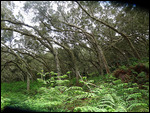foret du tévelave