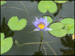 nénuphar, jardin l'état. 