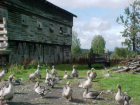 Farming