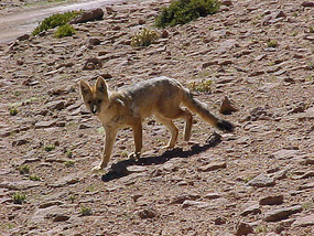 A desert fox
