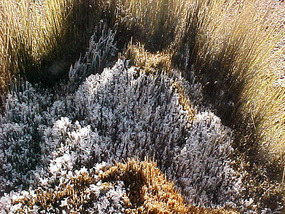Ice forms as it is very cold