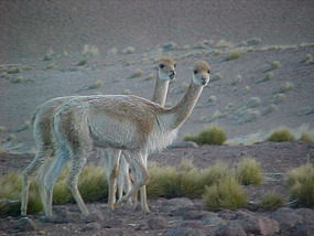 Lovely animals in the Atachama desert.