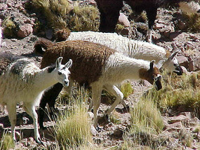 Tame lamas