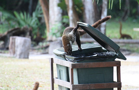 Coatimundi - the raccoon of Belize
