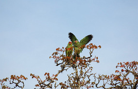 Parrot pair