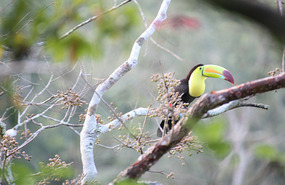 Toucan