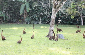 Coatimundi at Tikal Inn