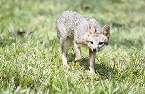 Grey fox