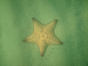 One of the starfish Roger saw