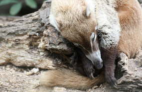 A sleeping coatimundi - so cute I had to post it!