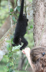 Me feeding the 1 year old howler his favorite 
