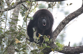 One of the howlers at the zoo