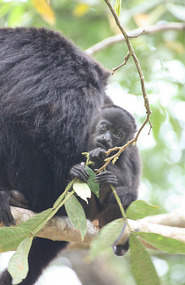 The baby howler with his mom