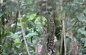 The margay - my favorite