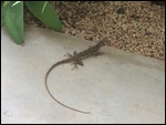 chameleon