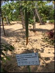 comedy vegetable of the day