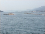 oyster beds in the bay