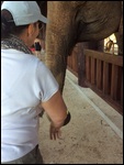 Kate feeding an elephant