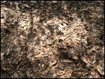 a pile of leaves?