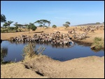 zebras drinking at the waterhole