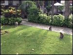monkeys at breakfast