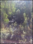 cascades