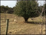 sheep in the vineyard