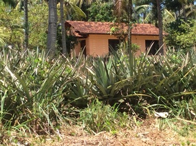 pineapples growing by the road side