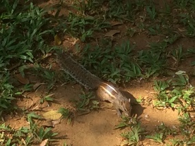 Sri Lankan squirrel
